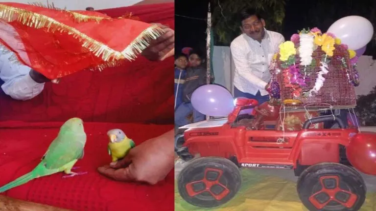 MP अजब है: यहां सच में करा दी तोता-मैना की शादी; बारात भी निकाली, रिसेप्शन भी हुआ! narsinghpur news parrot-mynah mp news parrot-mynah wedding