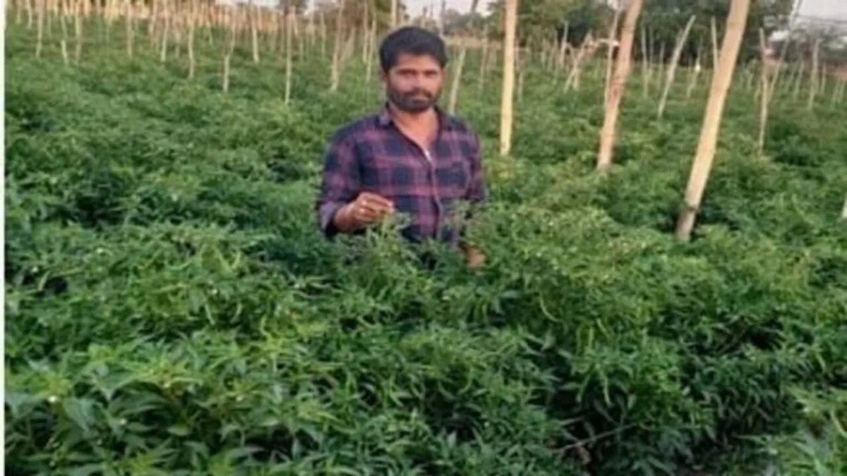 Good News: ऑर्गेनिक फार्मिंग से किसान बना लखपति, 2 एकड़ जमीन पर मिर्ची की पैदावार से सालाना कमा रहा 5 लाख रुपये mp news chhindwara news good news chilli farmer