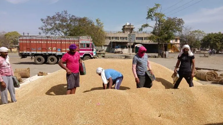 sehore news Sharbati Wheat mp news bumper crop