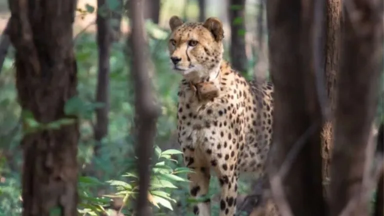 After Tiger State MP Cheetah State CM Shivraj 12 Cheetahs security MP News CM Shivraj singh Chauhan