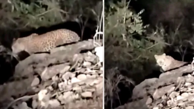 Leopard, Madhya Pradesh, Ashoknagar, Chanderi, MP News