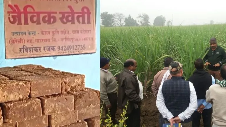 sweetness of Narsinghpur jaggery increased with Henry Sleeman and Amalia Pyaar Ki Chasni business till abroad today