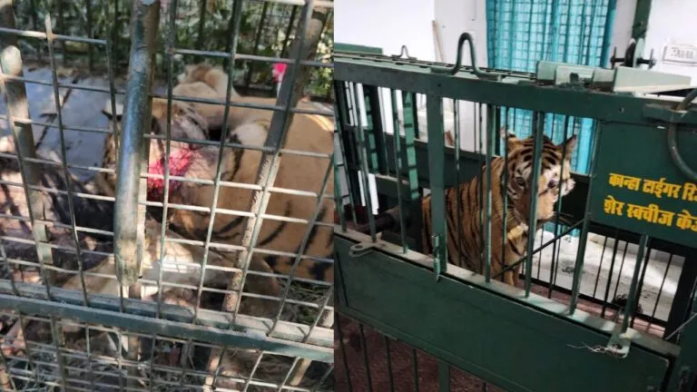 Kanha Tiger Reserve: Rescue of injured tigress, medicine applied by cutting clutch wire stuck in throat