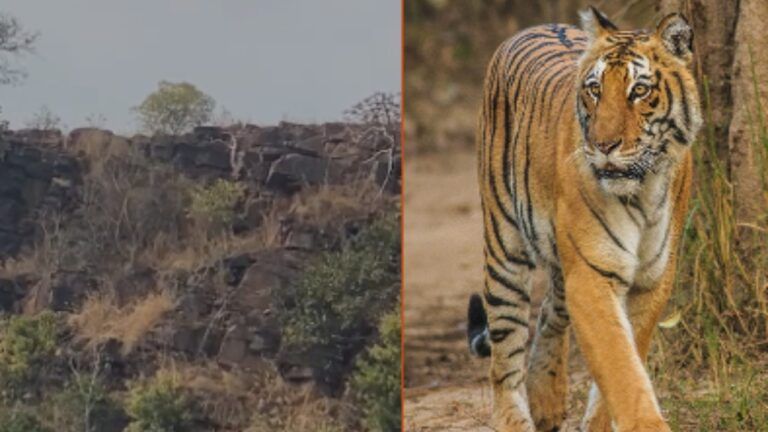 रायसेन: इंसानी बस्ती के पास 24 घंटे से घूम रहा टाइगर! फिर वन विभाग ने लिया ये एक्शन Raisen News Tiger mp news Ratapani Sanctuary