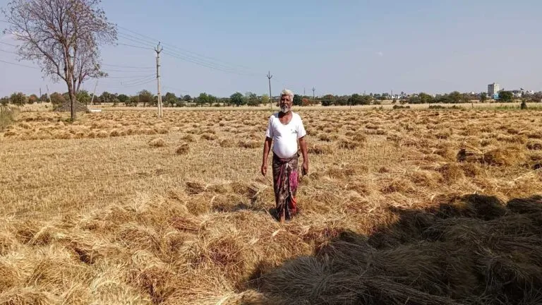 Sharbati Wheat sehore news CM Shivraj Singh Chouhan wasted crop weather storm farmer ruined mp weather