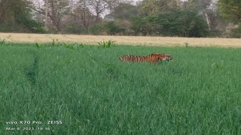 Khargone News Tiger in Jhirnya Tiger in the fields mp news