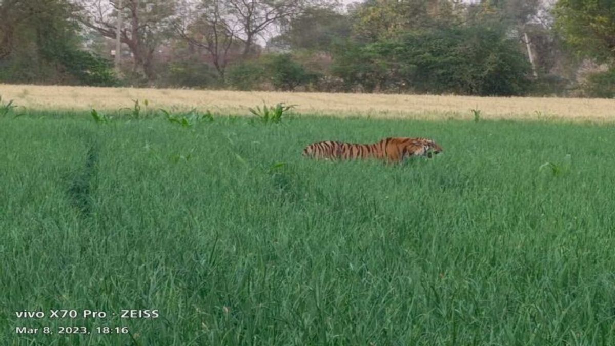 खरगोन: झिरन्या में खेत तक आया बाघ, ग्रामीणों ने 10 किमी. तक दौड़ाया तो किया हमला, एक ग्रामीण घायल Khargone News Tiger in Jhirnya Tiger in the fields mp news
