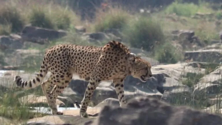 Namibian cheetah, MP News, Koono National Park, Sheopur, Madhya Pradesh