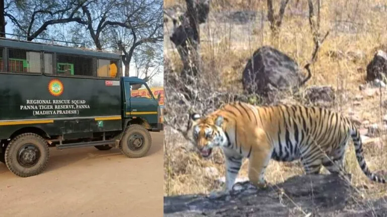 Madhav National Park panna news Shivpuri News Tiger mp news
