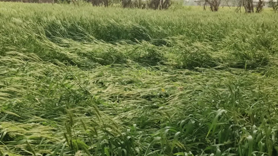 Khargone, farmers, Madhya Pradesh, Khargone News