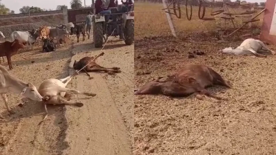 Guna: Gaushala has become a cremation ground, know how a large number of cows are dying?