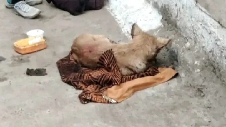 डॉग को लाठी-डंडों से पीटा, जख्मी हालत में अस्पताल में भर्ती; पुलिस ने दर्ज किया मुकदमा Narsinghpur, MP News, Madhya Pradesh, Crime, Dog