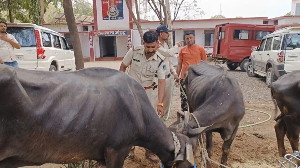 Alirajpur, Alirajpur News, Bhains