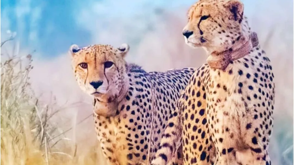 Two more cheetahs from Namibia were released in Koono National Park, know their names