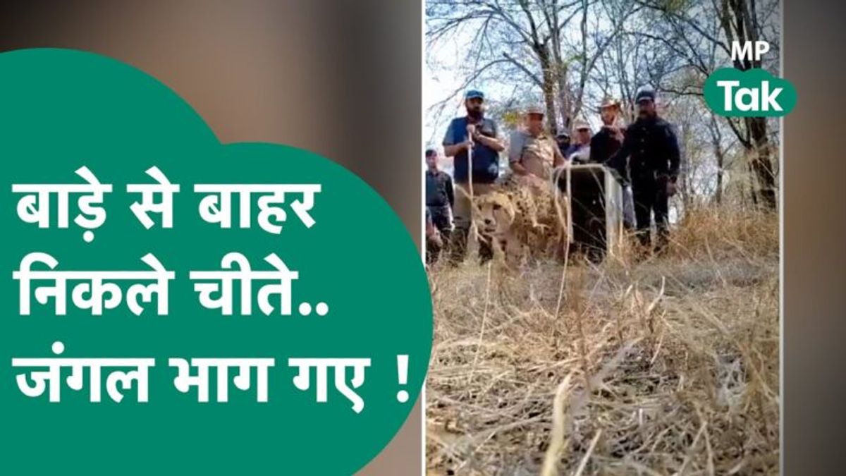 कूनो नेशनल पार्क : पहले चरण में नर और मादा नामीबियाई चीते ने बाड़े से आजाद होकर लगाई जंगल में दौड़ Kuno National Park first phase male and female Namibian cheetahs freed themselves from enclosure and ran in forest