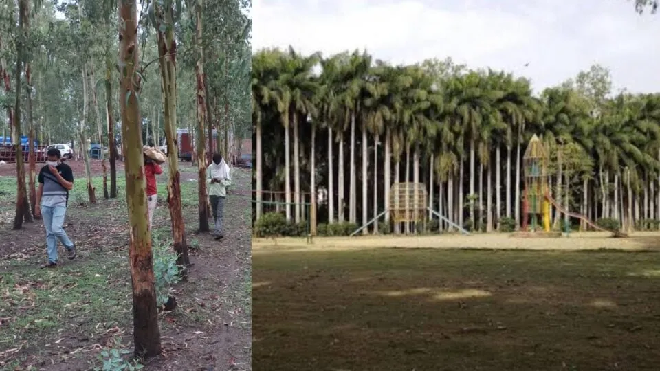 bee attack, Guna, Guna News, Madhya Pradesh