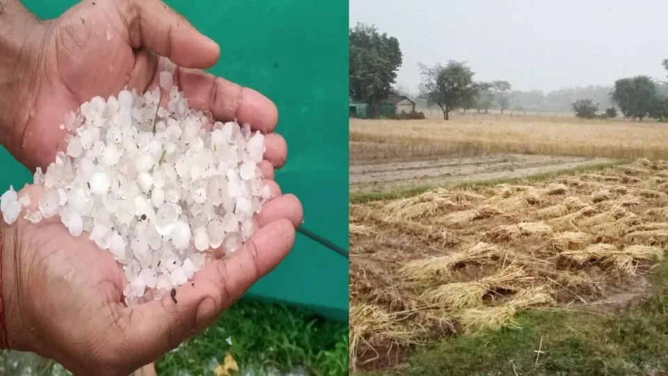Hailstorm accompanied by unseasonal rains in MP, know how the farmers' trouble increased?