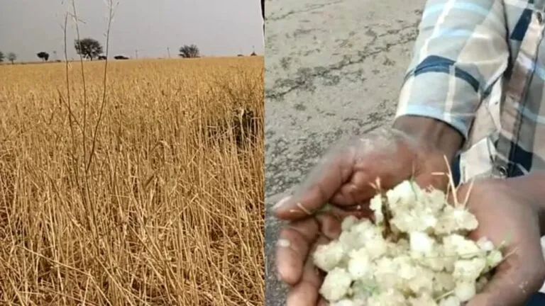Panna, Panna News, Heavy rain, hailstorm, Damaged Crops, farmers