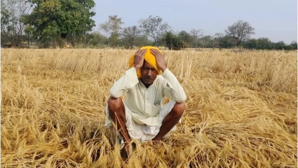 Unseasonal rains in Madhya Pradesh, hailstorm caused farmers to face heavy loss of crops