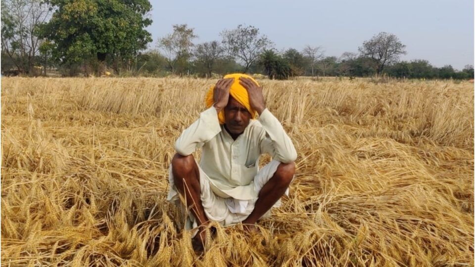 Unseasonal rains in Madhya Pradesh, hailstorm caused farmers to face heavy loss of crops