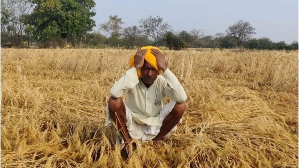 Unseasonal rains in Madhya Pradesh, hailstorm caused farmers to face heavy loss of crops