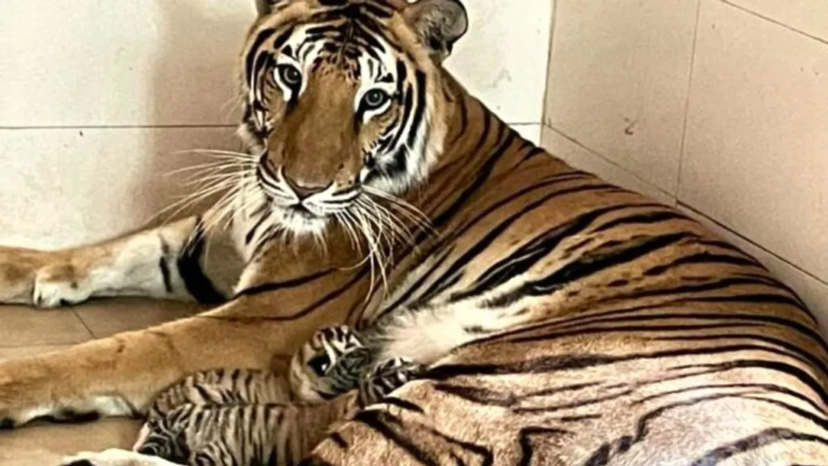 ग्वालियर के चिड़ियाघर से होली के दिन आई खुशखबरी, बाघिन दुर्गा ने दिया दो शावकों को जन्म Good news came on day of Holi in Gwalior zoo tigress Durga gave birth to two cubs