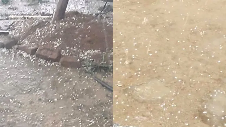 Hail fell from the sky on day of Holi damage to farmers crops Crop will be damaged in Chambal