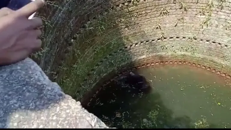 bear fell into the well forest department team did not reach for help so the villagers adopted the indigenous method