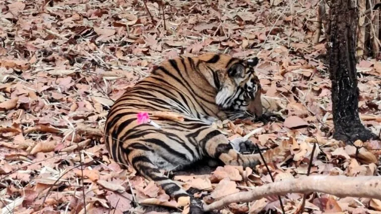 Tiger roar will be heard after 26 years in Madhav National Park CM Shivraj and Scindia will release tigers in enclosure today