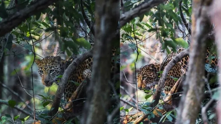 कान्हा टाइगर रिज़र्व से सामने आई तेंदुए की दुर्लभ तस्वीर, जानें फोटो में ऐसा क्या है खास? Rare picture of leopard surfaced from Kanha Tiger Reserve what is so special in photo