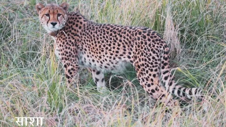 Death of Sasha 12 cheetahs Namibia to Kuno National Park
