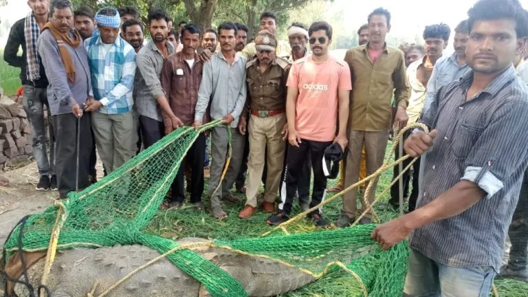 crocodile was resting in wheat field farmer was shocked life stuck in throat