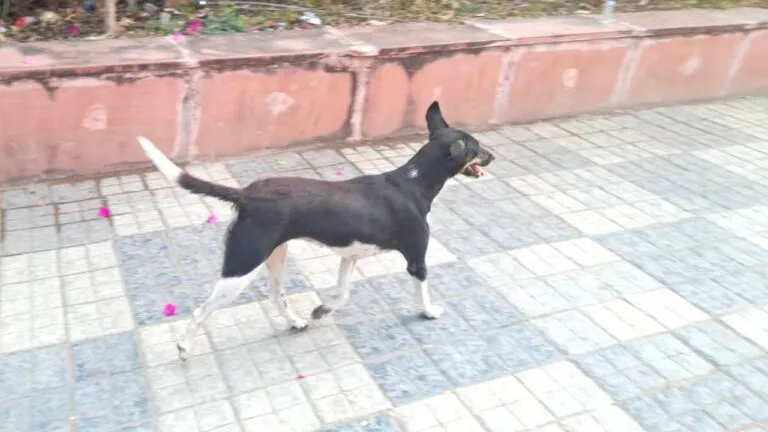 Murderer Dog, indore news