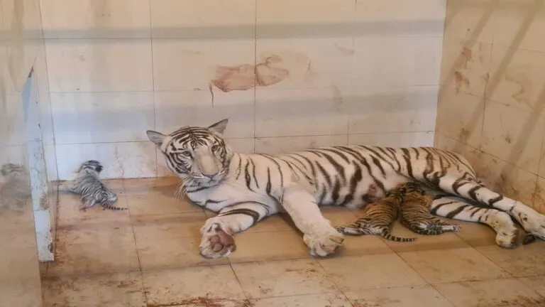Gwalior News mp news Gwalior Zoo tiger news