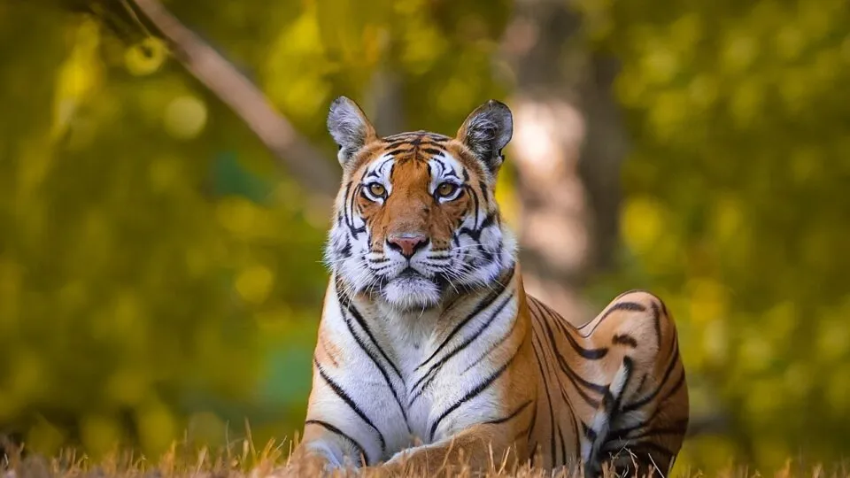 Tiger State MP, PM Modi, tiger census, mp news, mp tiger