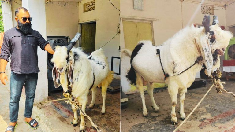 176 kg goat King will blow your senses big attraction made before Bakrid