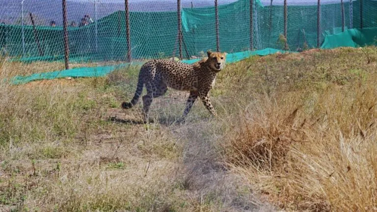 Kuno national Park, Cheetah Death, MP News, Madhya Pradesh