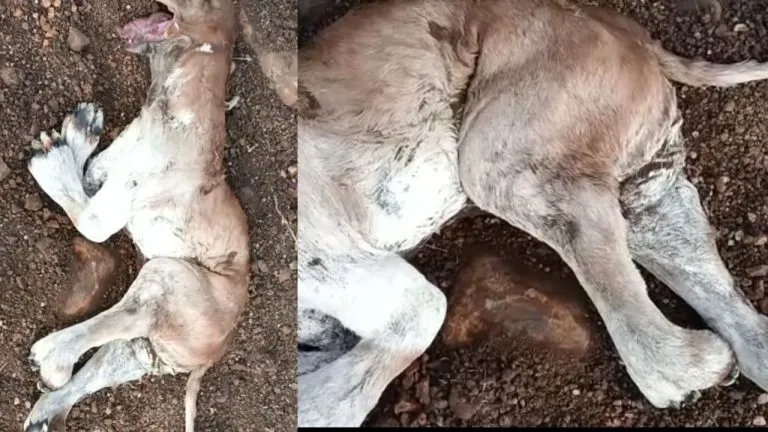 cow gave birth to such a calf jaw and paw like a lion surprised to see
