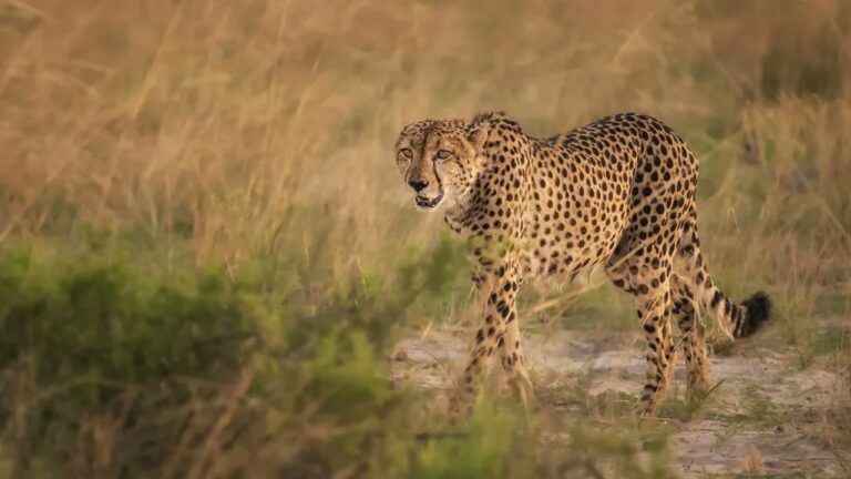 African cheetahs kept in quarantine enclosures have been released in the bigger enclosure.