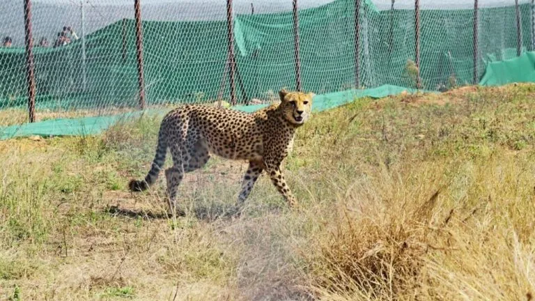 Big blow to Cheetah Project Kuno National Park cheetah died