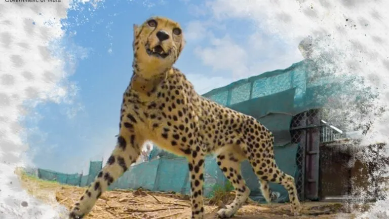 Bhupendra Yadav continuous deaths of cheetahs kuno national park
