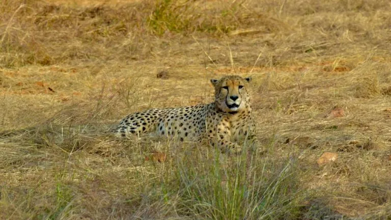 African cheetahs kept in quarantine enclosures have been released in the bigger enclosure.