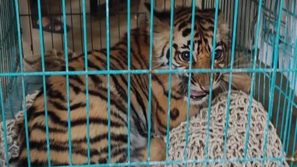 4-month-old tiger cub separated in Pench Tiger Reserve, park management trying to reunite with mother