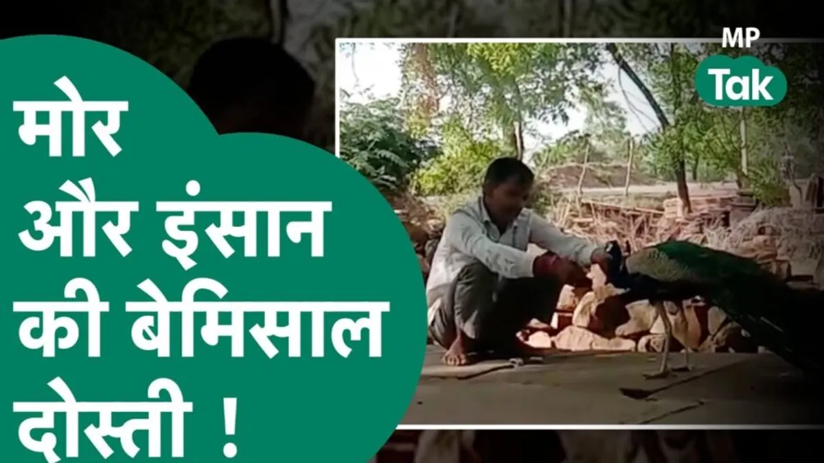UP के आरिफ और उसकी सारस से दोस्ती के किस्से सुने होंगे, अब MP के दौलतराम की मोर से मोहब्बत देखिए After friendship with UP's Arif and his stork, now see MP's Daulatram's friendship with peacock