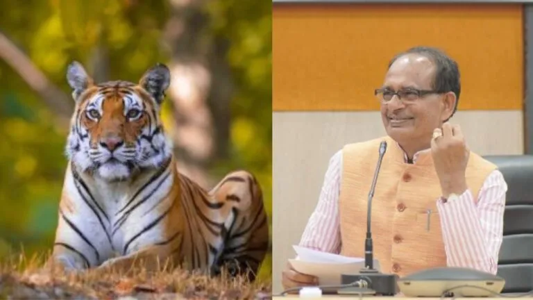 Tiger, MP News, Madhya Pradesh, CM Shivraj, jabalpur