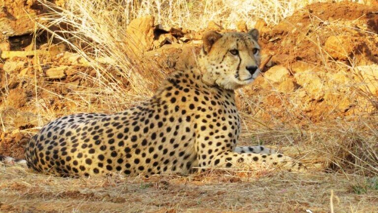 Government big action death of cheetahs Kuno National Park PCCF fell down Cheetah Project