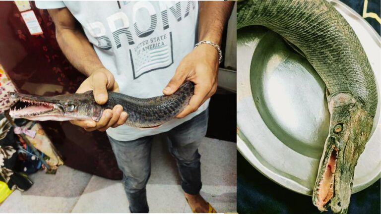 Fish found in America found in Bhopal big pond jaw is scary like crocodile