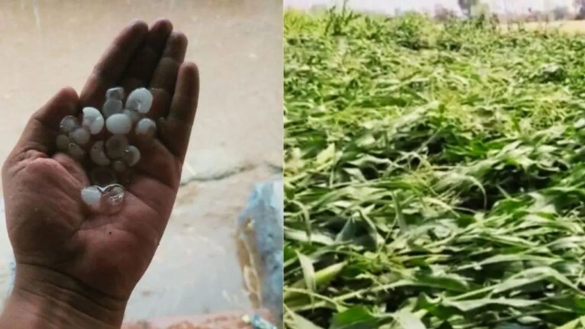 MP में फिर बेमौसम बारिश: भोपाल-खरगोन में तेज बारिश के साथ गिरे ओले, फसलें चौपट Unseasonal rain MP Hail fell heavy rains in Bhopal-Khargone crops destroyed