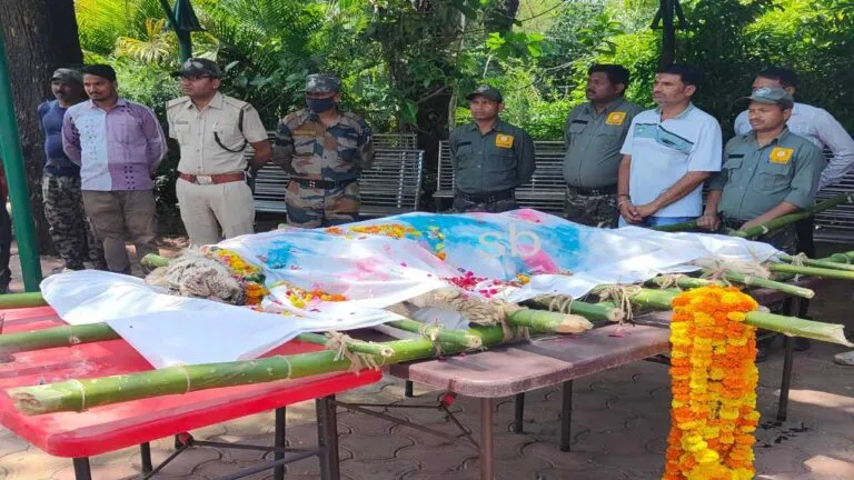 rewa news White Tiger Safari mp news mp wild life