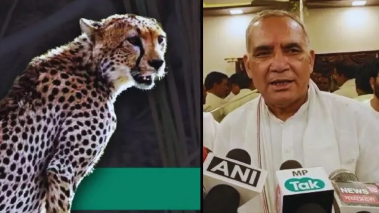 कूनो में चीतों की मौत पर वबाल, कांग्रेस नेता ने कहा- प्रधानमंत्री जबरदस्ती छोड़े चीते, ये वन्य जीवों पर अत्याचार Kuno national park cheetah daeth news, MP News
